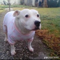 Dexter (@dextertbhcc) 's Twitter Profile