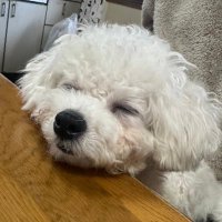 ビションフリーゼ☁️🚺ナラです (@nala0131) 's Twitter Profile