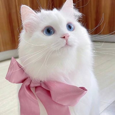Xで好きなものや活動に囲まれたいです。
フィットネス、読書、自動車旅行、料理、ショッピング、ゴルフ、スキーが私の趣味です。
皆さんと友達🙇♀️
私の一番好きな花はチューリップです🌷
私は私の楽しみをあなた達に分かち合うことができることを望んで、これは私の最も嬉しい事です。🙆♀️