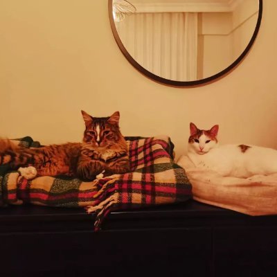 Anarres_Nestor's profile picture. 🌳https://t.co/EOX9As9ToR
🪴Communication Sciences PhD Student
🌱Sociology Bachelor's & Master’s Graduate