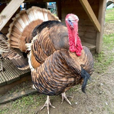 I live on a working farm. life is alternately boring and really busy, I’m not sure which I prefer. my waistline prefers busy.