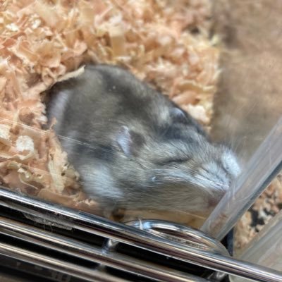 小動物とお洋服が好きです❤️安全地帯が好きな人と繋がりたい、、、!玉置浩二LOVE☺️ 無言フォローお許しください🙇♀️