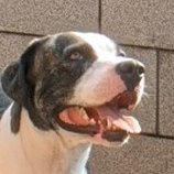 nsrocha88's profile picture. Espectador de entretenimento, nerd, gamer, programador e faz tudo da empresa...
3 pit bulls e 1 gato...