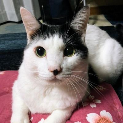 jrXOETzH3bUfJoO's profile picture. 🐱🐱令和２年の４月くらいから「彩羽真矢」さんを応援しています。🐱🐱GLAYファン歴２9年めに突入❗３０代でファンになり、現在６０代になりました。🐱🐱小野不由美さんの「十二国記」のファン🐱🐱深夜ドラマ「40までにしたい10のこと」を見てから【庄司浩平】さんのファンになりました。