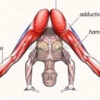 Glorilla’s Moose Knuckle🇵🇸🍉 (@lolibangbang) 's Twitter Profile