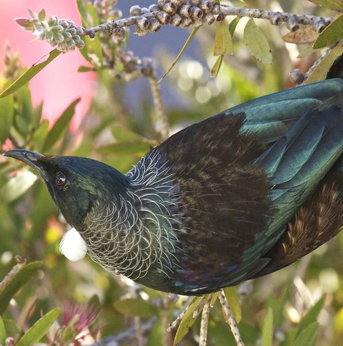 kiwijournalist's profile picture. Sharing links, data, advice & debates to inform people interested in starting out or learning & growing as a journalist in New Zealand.