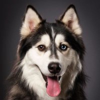 Husky Lovers(@huskylovers12) 's Twitter Profile Photo