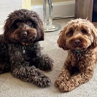 Monty Dog and Teddy too(@TheMontyDog1) 's Twitter Profile Photo