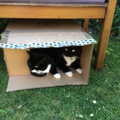 We are two Tuxedo cats who love sleeping, eating & sitting in boxes. We are proud members of #Hedgewatch. We are also proud to be Honorary California cats 🐈‍⬛