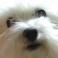 helo (@cb1100touring) Twitter profile photo