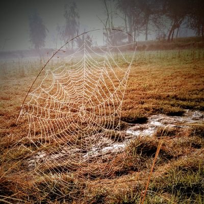 MALIK1919974's profile picture. 