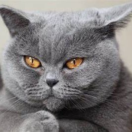 HUYNHVANNHU5's profile picture. quá buồn