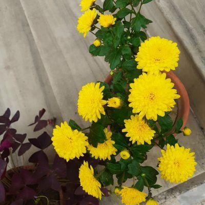 UdaySinhaPal1's profile picture. TEA ..
FMCG Executive.