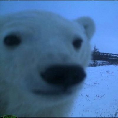 supahfroggg's profile picture. 24 | Be an Ally 🏳️‍🌈