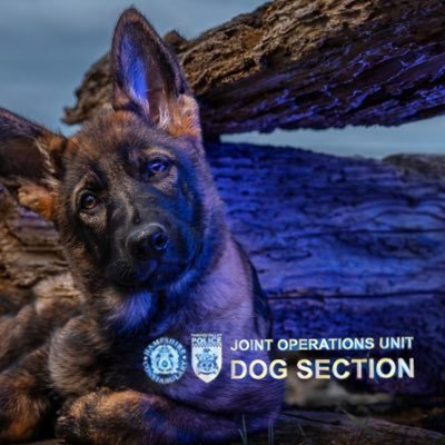 Thames Valley, Hampshire & IOW Dog Section - Police dogs working across the five counties. Please don't report crime on Twitter call 101 or 999 in an emergency.