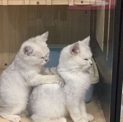 YALZJ's profile picture. 