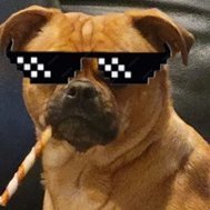 san2002jose's profile picture. Grew up in MT., 10K ft. Work in high tech in Silicon Valley. Married, 2 Children,5 Grandkids.  Only here to laugh. !!DM=Blocked !! #FJB