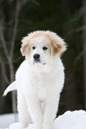 kuyk's profile picture. 