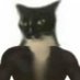 𝕮𝖍𝖆𝖗𝖑𝖎𝖊 Cat Fella (@LesterWikid) Twitter profile photo