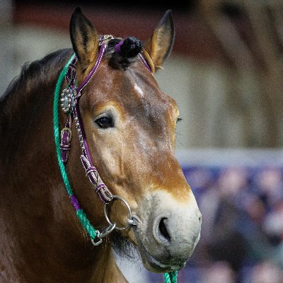 佐賀競馬場を中心に活動するフリーカメラマン。

※画像の転載等の二次使用はご遠慮ください。