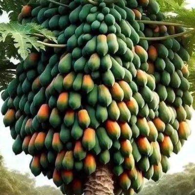 ZIONPRINCEHOOD's profile picture. Seasoned Agriculturist, Mental Health Nurse and Therapist, Dedicated Christian, Bible teacher, Economic and Political Observer