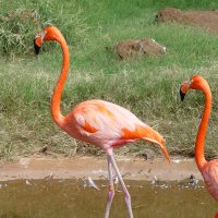 ごん (@gonchangongo) 's Twitter Profile