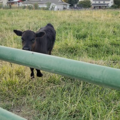community college appreciator, friend of many, brother to some, cow petter. This is where I keep up with the times; likes, etc. are not endorsements.