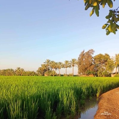 adamrahaf207's profile picture. 