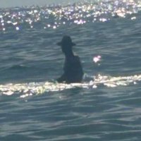 Quasus (@quasus180460) 's Twitter Profile