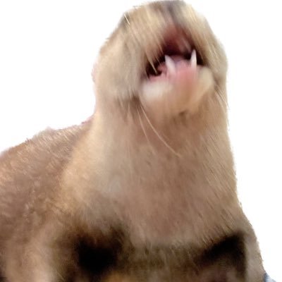 invidium0x's profile picture. (ser/sir) Just a reply guy? Opinions are my own.