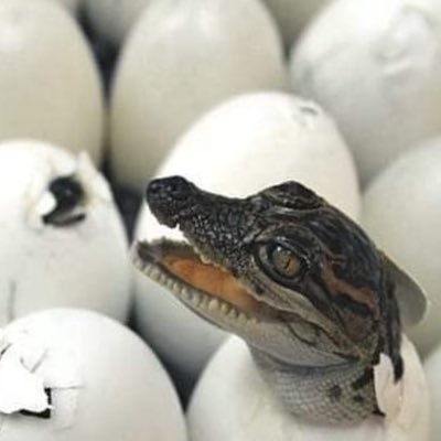 JLMainStMusic's profile picture. 