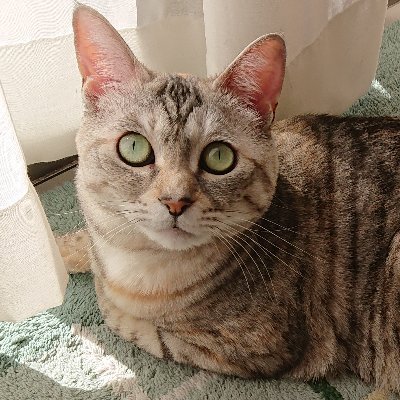 FANKS(ウツ♡箱推し)2019ラスグル上映会で冬眠から目覚め2021年再起動で本格的に返り咲きました♡/猫&水族館&博物館と漫画好き。現在TMと猫の話題9割でゆるく呟いてます♪ FANKSさんフォロー歓迎♡こちらも無言フォロー&いいね失礼します☺️
