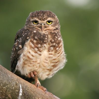 Bióloga, mestre em ecologia. 
Não sou petista nem bolsonarista. por favor parem de rotular as pessoas.