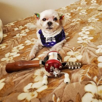 釣り🎣…ZEALタックルを今もこき使うオッサン🤭👍️心の詩😳…景色🌆…動物🐶…Twitter…直ぐ制限かかっちゃうんで…😅💧皆さんにお返し仕切れません😭👎不愉快な思いをさせたらごめんなさい😭👎大切な繋がり…悲しいです😭👎ちょっと戻った瞬間に出来る限りお返ししますね🤗🍀