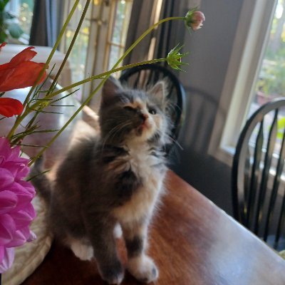 jypsie_soul's profile picture. 🇨🇦Canadian🇨🇦

Somewhere near Vancouver 
🥀🌺🌾💐🌻🌼🌿🌹
Gardening, cooking, pets, politics
Self-proclaimed 'Alpha' males claim I'm a femi-nazi 🤣😅😆