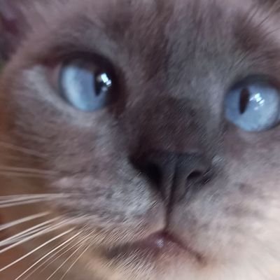 ajudeumfelino Profile Picture