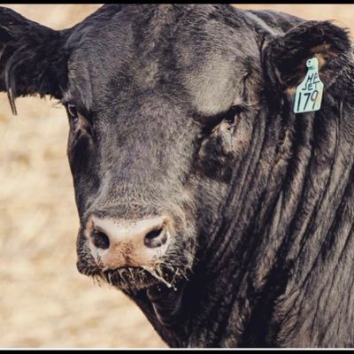 Angus cattle producer
