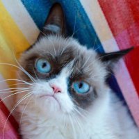 Legrumpycat (@legrumpycat) 's Twitter Profile Photo Legrumpycat (@legrumpycat) 's Twitter Profile Photo