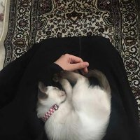 آثار 🦋 (@atharyosri) 's Twitter Profile