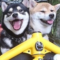 Mr Beige Shiba(@MrBeigeShiba) 's Twitter Profile Photo