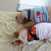 tarao_to_gon (@tarao_to_gon) 's Twitter Profile