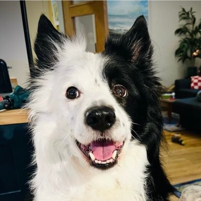 🏴Fife-based sheepdog owned by @whosthesuit & @jwheare. Likes cheese, cuddles & going in water. Dislikes the sound of church bells.