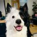 Brodie (@brodiethedog) Twitter profile photo Brodie (@brodiethedog) Twitter profile photo