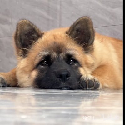 akagiaog's profile picture. 干就完了，奥里给