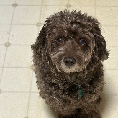 shiz_9989's profile picture. 