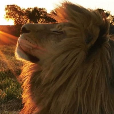 Letsepesh's profile picture. I like lions and clowns and cats ^.^