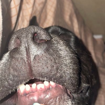 Laravelin1's profile picture. 