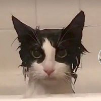 ro🐀🏥 (@ratclinic_) 's Twitter Profile Photo ro🐀🏥 (@ratclinic_) 's Twitter Profile Photo