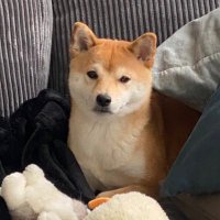 Leg0s (@damnlegos) 's Twitter Profile