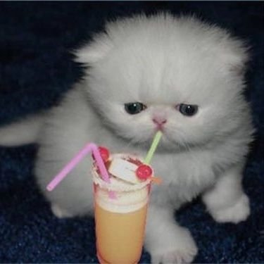 SixDinoNuggs's profile picture. 